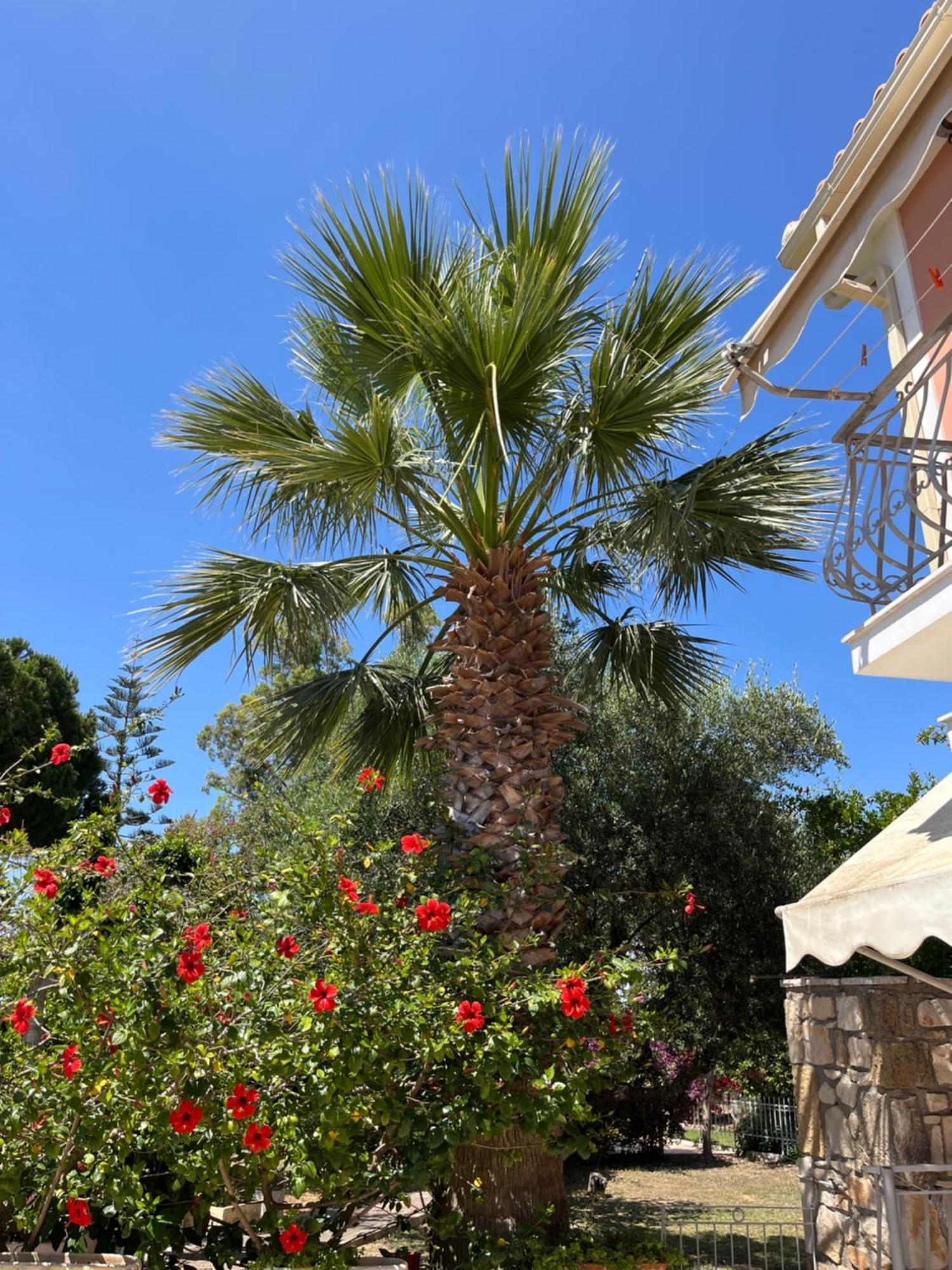 Artemis Vassilikos Aparthotel